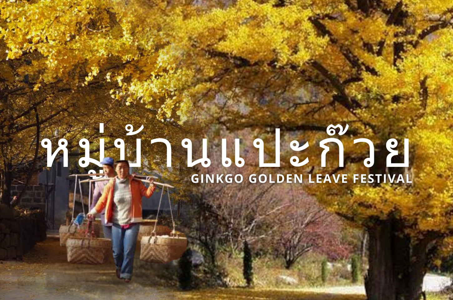 Ginkgo Golden Leave Festival หมู่บ้านแปะก๊วยโบราณ 